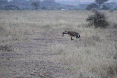 Avcılar Dönüyor: Benekli Sırtlan Avını Sessiz Savana 'nın karşısına Vahşi Karanlık' ta Taşıyor