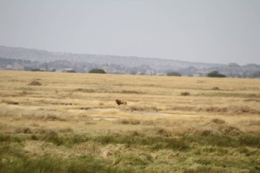 Uçsuz bucaksız topraklarda tek bir hayvan Afrika savanasının uçsuz bucaksız otlarında dolaşıyor.