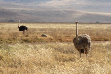Bir çift devekuşu açık gökyüzünün altındaki altın savanayı araştırıyor.