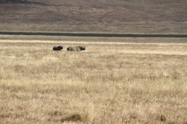 Horizon 'daki devler gergedanlar Afrika Savanasının açık otlaklarını aşıyor.