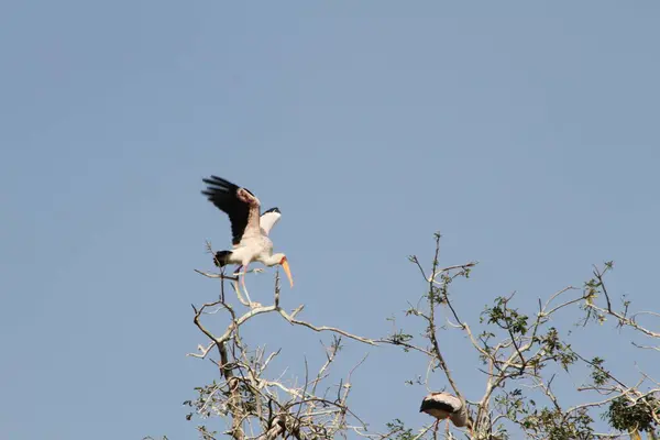Sarı gagalı bir leylek en üst daldan çarpıcı bir kalkış yaparak kanatlarını çırparak parlak mavi gökyüzüne karşı uçmanın özgürlüğünü ve zarafetini yakalar..