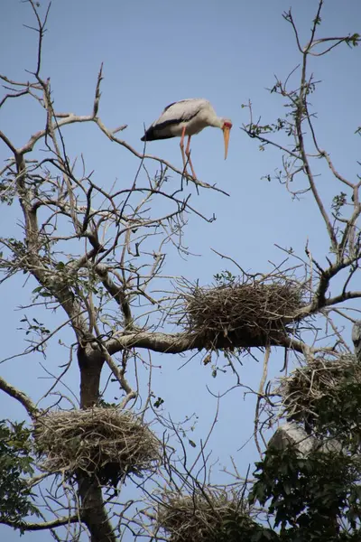 Sarı gagalı leylek, ağaç tepelerindeki yuvaların arasında zarif bir şekilde duruyor ve açık Afrika gökyüzünün altındaki bölgesini inceliyor..