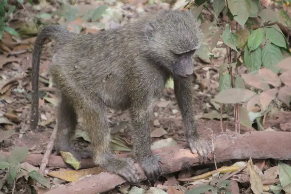 Genç bir babun mola verir, orman zemininde öylesine uzanır vahşi doğada samimi ve neredeyse insansı bir an..