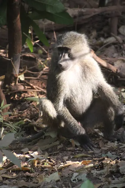 Genç bir babun mola verir, orman zemininde öylesine uzanır vahşi doğada samimi ve neredeyse insansı bir an..