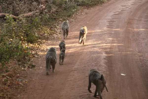 Bir babun sürüsü tozlu bir safari yolunda altın sabah ışığında yürüyor. Afrika vahşi yaşamında sakin ama büyüleyici bir bakış açısı..