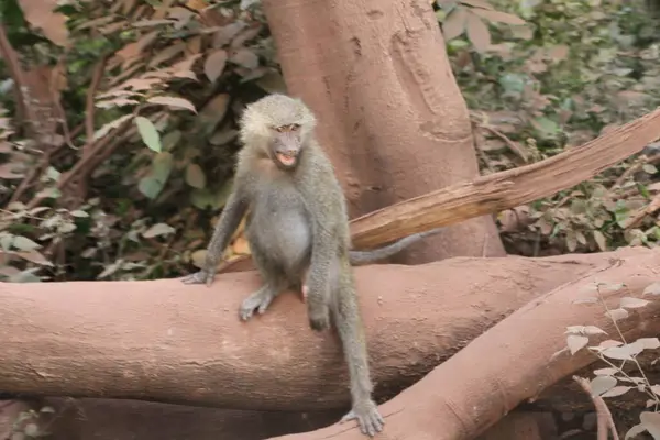 Genç bir babun mola verir, orman zemininde öylesine uzanır vahşi doğada samimi ve neredeyse insansı bir an..