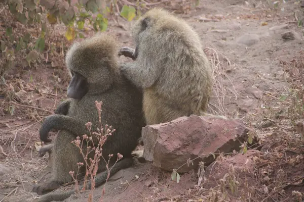 İki babun, Doğu Afrika 'nın vahşi doğasında sessiz bir damatlık anını paylaşıyor..