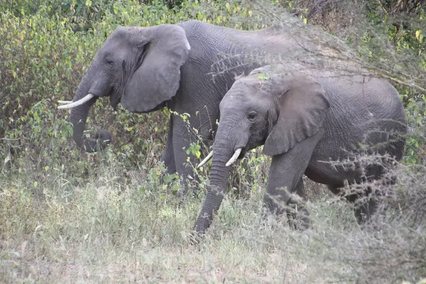 Yan yana, iki Afrika fili vahşi arazide sessiz bir güç ve nazik bir zarafetle dolaşır..