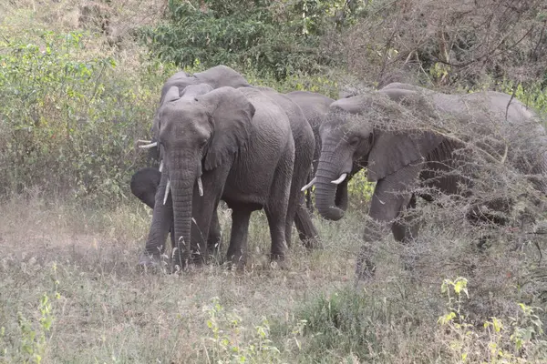 Korumacı bir Afrika fili sürüsü çalıların arasında sakince ilerler. En küçükleri de onların arasında güvenle saklanır..