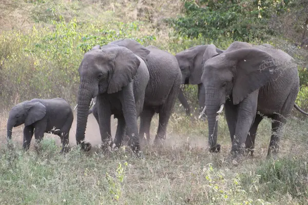 Afrika fillerinden oluşan bir aile, etrafını keşfeden meraklı bir buzağı tarafından yönetilen Tanzanya savanasının uzun otları arasında yol alır..