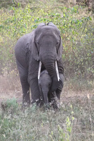 Koruyucu bir fil sürüsü, annelerinin gözünün altında yuvalanmış genç bir buzağı ile Tanzanya çalıları arasında yavaşça ilerler..