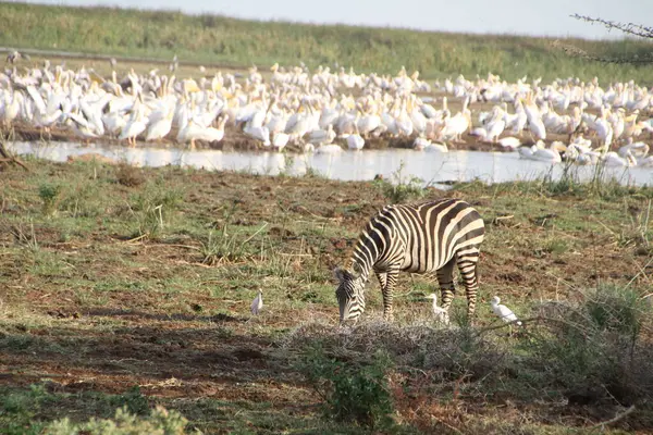 Bir zebra huzur içinde otlarken beyaz pelikan denizi arkasındaki suyu doldurup Afrika sulak alanlarının canlı çeşitliliğini yakalıyor..