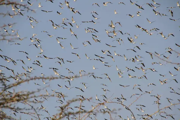 Binlerce kuş, Afrika savanasının üzerinde büyüleyici bir sürüyle gökyüzüne çıkarak, göçün vahşi ritmini yakalıyor..