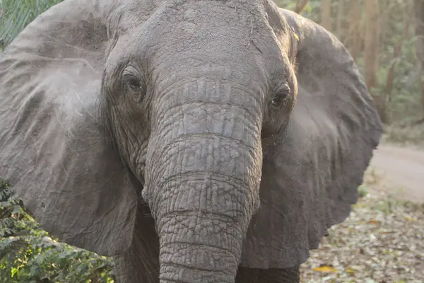 Bir Bakışta Bilgelik: Bir Filin Yakın Çekimi Afrika 'nın Nazik Devinin Derinliğini gözler önüne seriyor