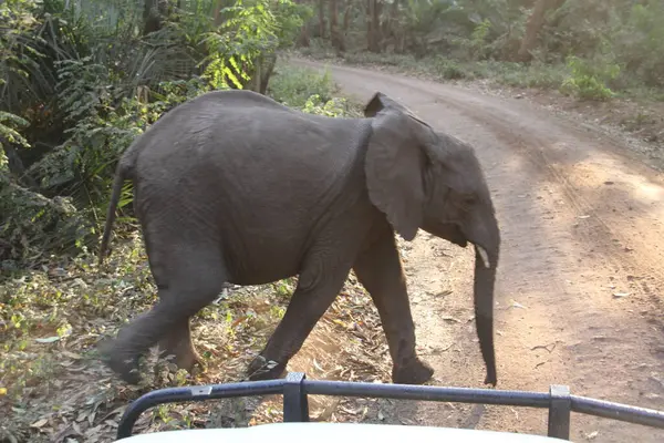 Majestic and Mindful: Bir Afrika Fili Açık Savanada Geziyor