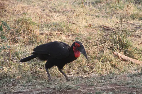 Güneyli bir Hornbill savanada güvenli adımlarla yürüyor, koyu kırmızı yüzü ve siyah tüyleri kuru çimen arka planına çarpıyor..