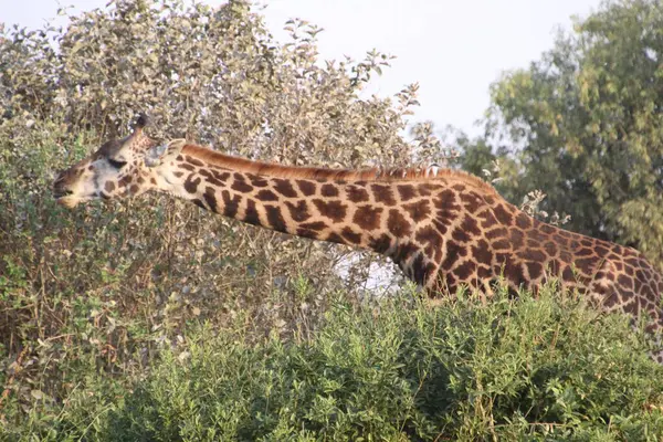 Örtünün Üstündeki Doğa: Bir Zürafa Afrika 'nın vahşi doğasındaki Ağaçlar Arasında Zarifçe Bakar