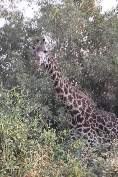 Örtünün Üstündeki Doğa: Bir Zürafa Afrika 'nın vahşi doğasındaki Ağaçlar Arasında Zarifçe Bakar