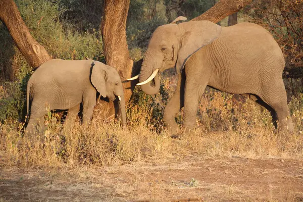 Afrika savanasının altın parıltısında anne fil ve yavrusu arasındaki hassas bir an. Solup giden ışığın başında duran bir baobab ağacının ebediyen silueti..