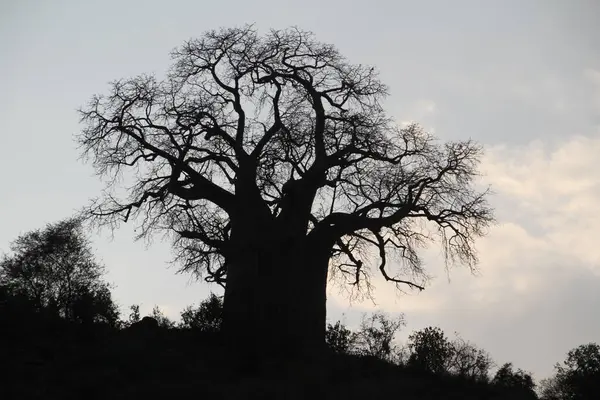 Görkemli baobab ağacı, batan Afrika kayaklarına karşı dimdik ayakta duruyor. Savanadaki yüzyılların yaşamına sessiz bir tanık..