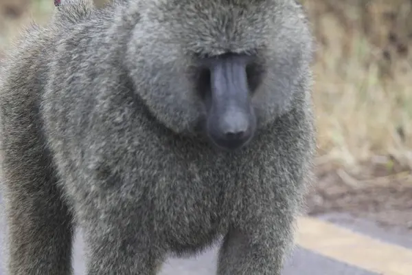 Tanzanya 'da vahşi bir maymunun yakın plan çekimi. Kalın kürkünü ve güçlü ifadesini doğal ortamında yol kenarında sergiliyor..