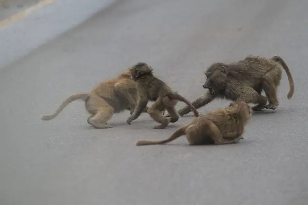 Bir grup genç babun Afrika 'da bir yolda kavga ediyor, vahşi doğadaki enerjik sosyal davranışlarına bir göz atıyorlar..