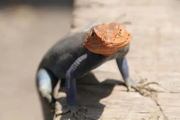 Cesur ve güzel bu renkli agama kertenkelesi spot ışıklarını nasıl çalacağını biliyor..