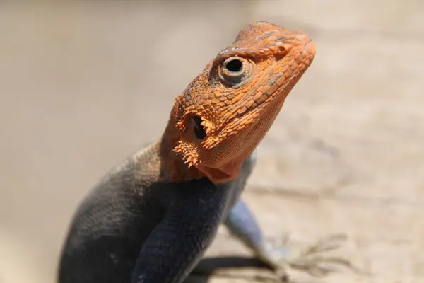 Cesur ve güzel bu renkli agama kertenkelesi spot ışıklarını nasıl çalacağını biliyor..