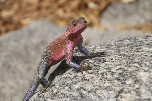 Cesur ve güzel bu renkli agama kertenkelesi spot ışıklarını nasıl çalacağını biliyor..