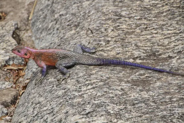 Savana için yaratılmış bir kertenkelenin çevikliği taşın üzerinde uzanıyor..