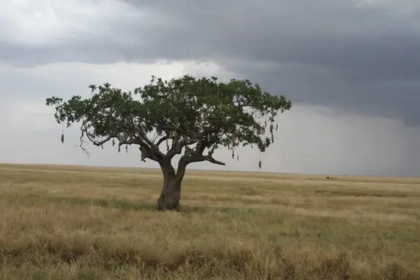 Yalnız bir sosis ağacı Tanzanya 'nın geniş ovalarında dirençli duruyor fırtına bulutları Serengeti sahnesinde sergilenen uzak mesafe dramasında bir araya geliyor..