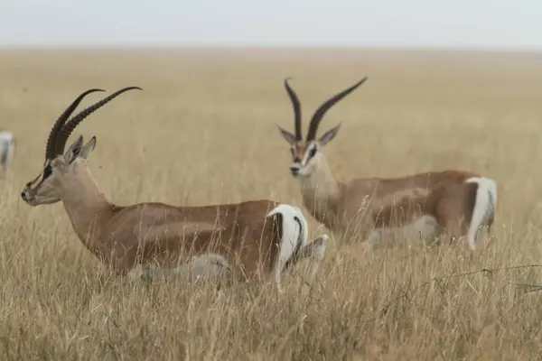 Otlaklardaki Grace: Bir Ceylan Çifti Afrika Savanasında Gözetliyor