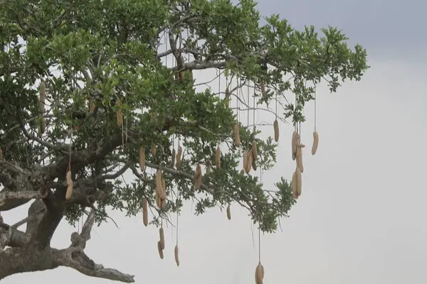 Doğanın Merakı: Sosis Ağacı İkonik Meyvelerini Dramatik Gökyüzüne Asıyor