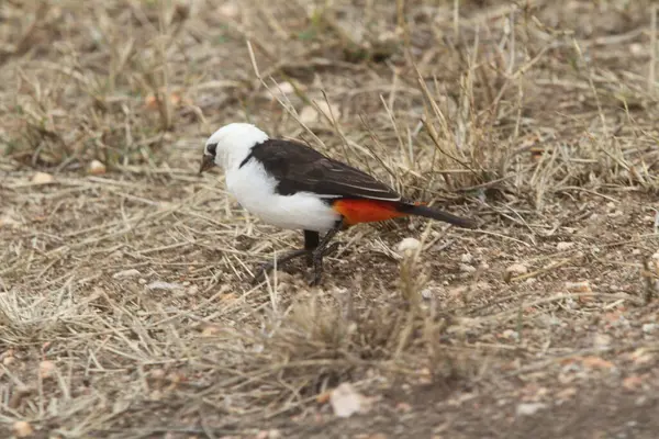 Cesur ve Parlak: Otlağın Ortasında Çarpıcı Afrika Kuşu Avlanıyor