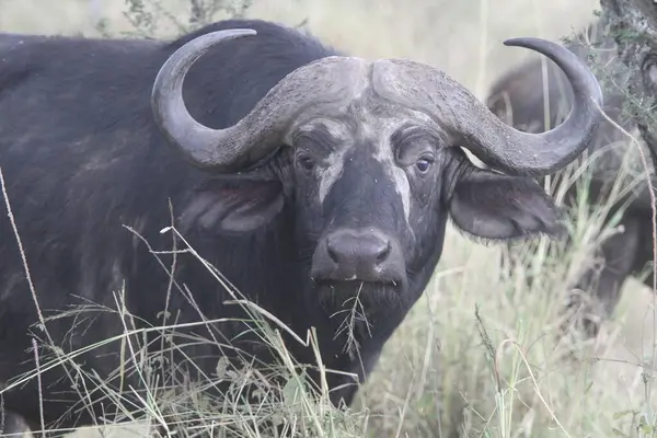 Vahşi Yüzün Yüzü: Bir Bufalo Otlaklar 'da Durakladı, Uyanık ve Rahatsız Etmedi