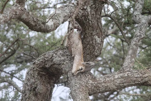 Yakın zamanda öldürülen bir hayvanın sinsi bir yırtıcısının kalıntıları, muhtemelen bir leopar tarafından saklanmış, saf ve filtresiz bir yaşam döngüsü sergiliyor..