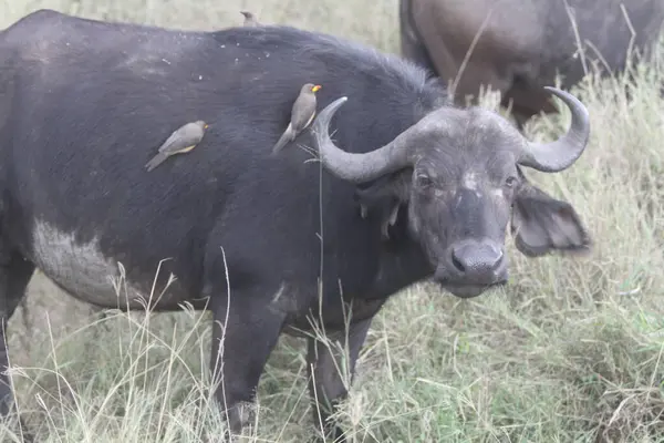 Vahşi Yüzün Yüzü: Bir Bufalo Otlaklar 'da Durakladı, Uyanık ve Rahatsız Etmedi