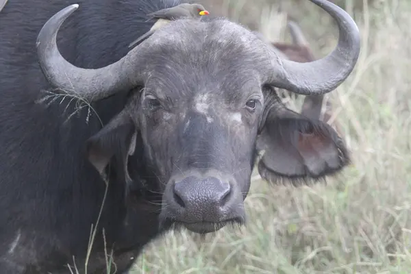 Vahşi Yüzün Yüzü: Bir Bufalo Otlaklar 'da Durakladı, Uyanık ve Rahatsız Etmedi
