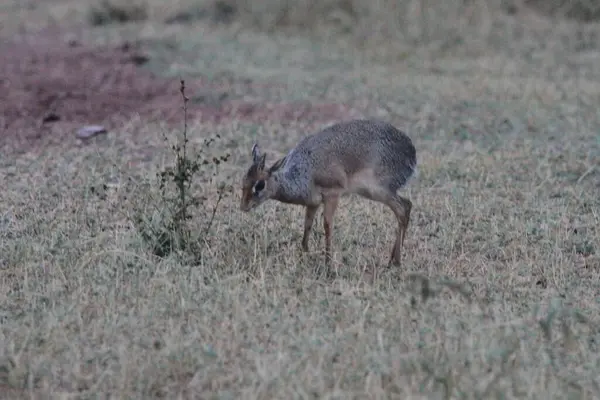 Tiny Grazer: A Dik-Dik Mid-Meal, Serengeti Çayırı ile Sessizce Birleşti