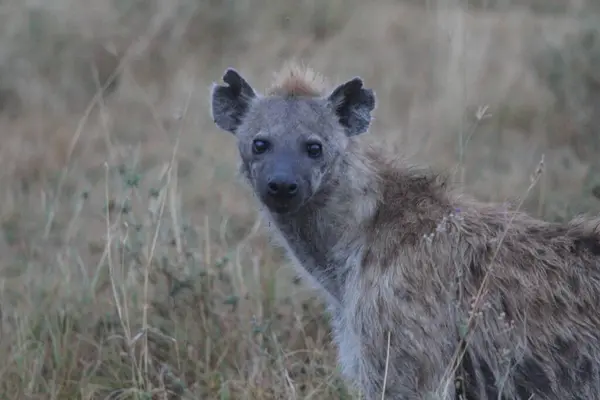 Ovaların Gözleri: Bir Sırtlan Gözetleme Altında, Her Koku ve Ses İzleniyor