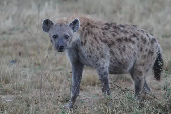 Neye bakıyorsunuz? Görülmüş Sırtlan Duraklıyor Otlakta Bir Yan Göz Bakışıyor