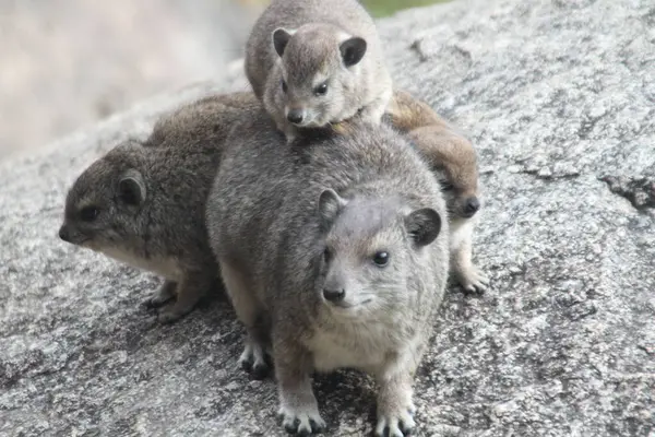 Pile of Fluff: Bir Kaya Hyrax Ailesi Serengeti 'de Bir Kayanın Üzerinde Samimiyet ve Saat Görevi Paylaşır