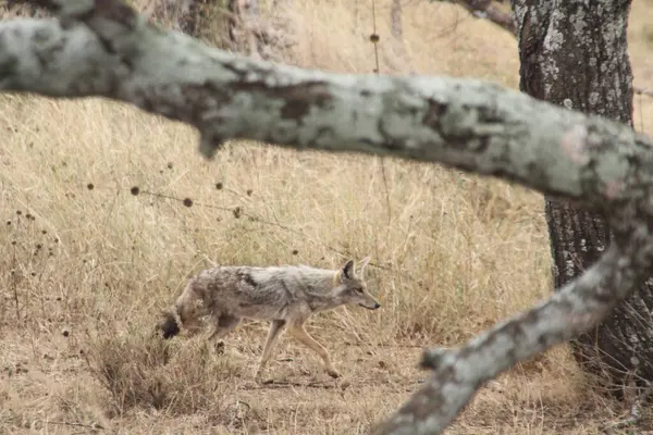 Çimenlerin Hayaleti: Bir Çakal Fırsat Arayışında Kuru Fırtınada Sessizce Yürür