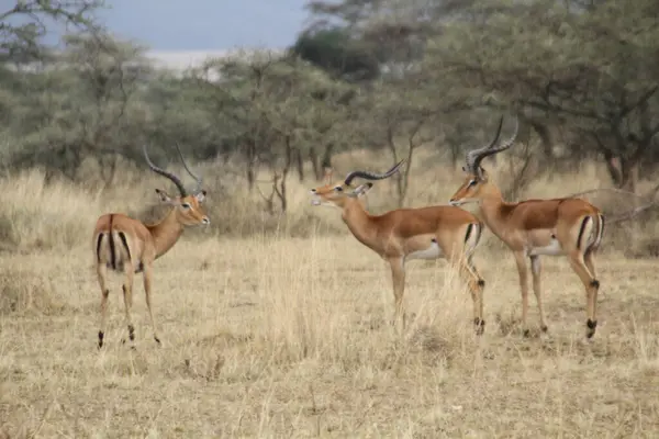 Yüksek Alarm: Üç Erkek Çarpışma Birarada Donuyor, Serengeti Çayırı 'nda Hareket Algılanıyor