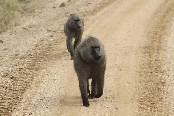 İz Bırakma: Bir çift Babun Bir Serengeti Kirli Yolunda Amaçlı Geziniyor