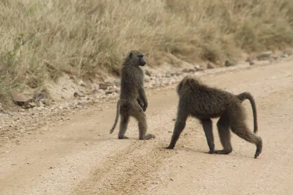 Roadside Standoff: Serengeti 'de Bir Safari Yolu' nda İki Babun Sessiz Dövüşü