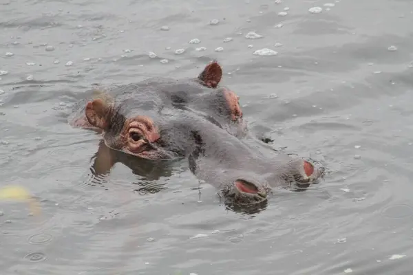 Yüzeyin Altında Bir Su Aygırı Sadece Gözler, Kulaklar ve Burun Delikleri Suyun Dinginliğini Kırıyor
