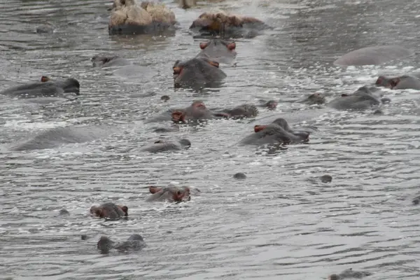Nehir Yatıcıları: Bir Su Aygırı Sürüsü, Afrika Nehri 'nin hemen üstünde, Gözleri ve Kulakları Birleşti