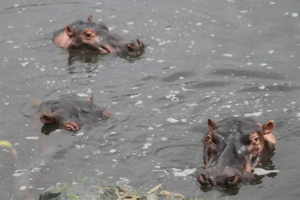 Nehir Yatıcıları: Bir Su Aygırı Sürüsü, Afrika Nehri 'nin hemen üstünde, Gözleri ve Kulakları Birleşti