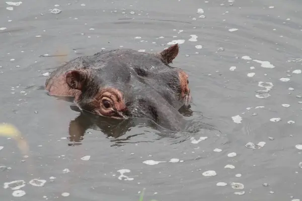 Yüzeyin Altında Bir Su Aygırı Sadece Gözler, Kulaklar ve Burun Delikleri Suyun Dinginliğini Kırıyor